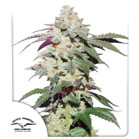 Semente Skywalker Haze Dutch Passion - sativa dominante produção XXL