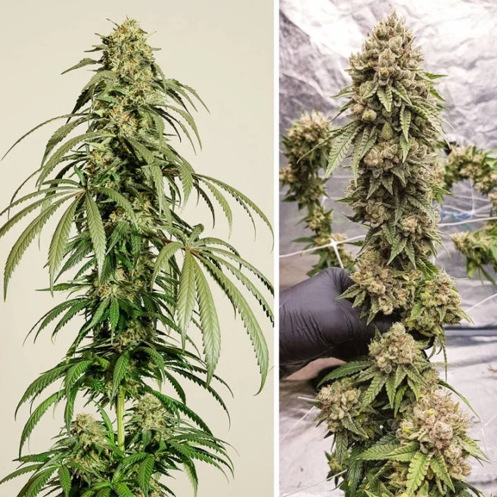 Planta Ice Cream Haze em floração: híbrido sativa vigoroso da Dutch Passion com flores densas e aparência escarchada excepcional