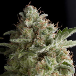 Planta de maconha American Pie da Pyramid Seeds — híbrida feminizada 60% sativa/40% índica com flores cristalizadas