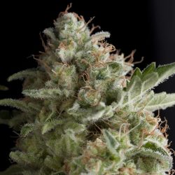Semente American Pie da Pyramid Seeds - Power Plant x White Widow, cerca de 20% de THC | Pyramid Seeds Brasil