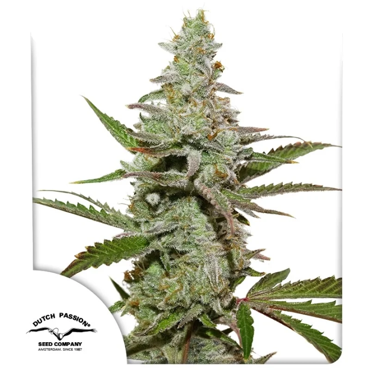 Amsterdam Amnesia da Dutch Passion: cola longa e compacta coberta de resina com aroma intenso de haze cítrica e limão