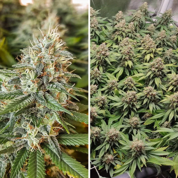 Planta Amnesia Haze em floração: Amsterdam Amnesia da Dutch Passion com  florações densas repletas de tricomas