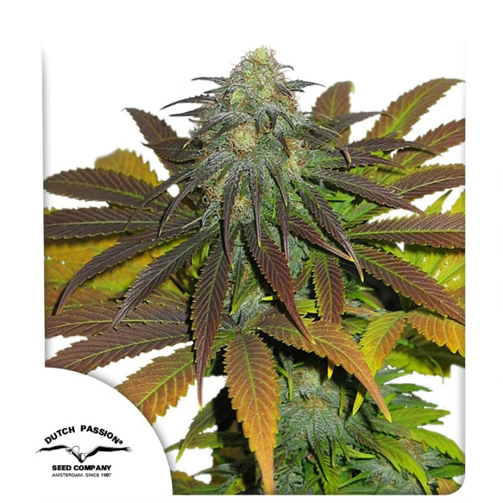 Planta Cali Orange em floração: Californian Orange da Dutch Passion com estrutura compacta e flores densas ricas em resina