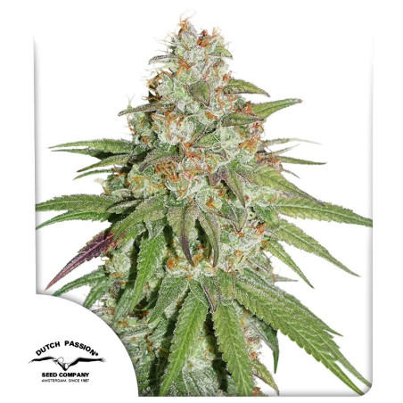 Semente Glueberry OG Dutch Passion - Gorilla Glue x OG Kush x Blueberry | Pyramid Seeds Brasil