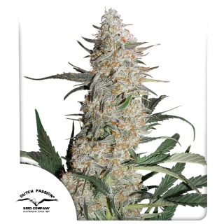 Critical Orange Punch da Dutch Passion: cola densa e pegajosa com aroma de laranja tropical, mandarina e notas terrosas de kush