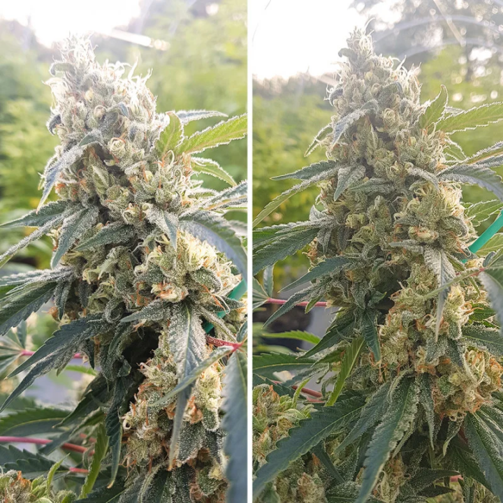 Planta Critical Orange Punch em floração: híbrida da Orange Family com estrutura robusta e cogollos compactos cobertos de resina