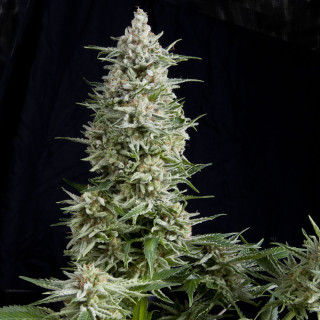 Planta de maconha Amnesia Gold da Pyramid Seeds — sativa feminizada com sabor cítrico e até ~26% de THC