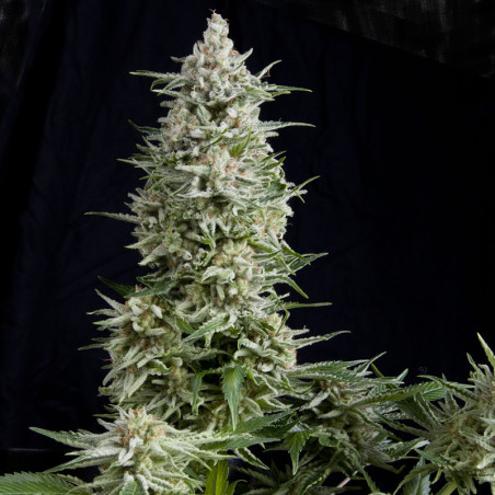 Semente Amnesia Gold - representante da família Haze no catálogo Pyramid Seeds