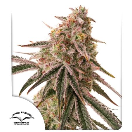 Semente Frozen Biscotti da Dutch Passion - Oreoz OG × Biscotti, 22-25% de THC | Pyramid Seeds Brasil