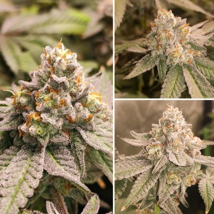 Planta Frozen Biscotti em floração: índica da USA Special com cogollos compactos e cobertura de resina da família Cookie