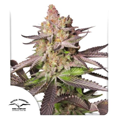 Semente Melonade Runtz da Dutch Passion - Melonade × Runtz, 20-25% de THC | Pyramid Seeds Brasil