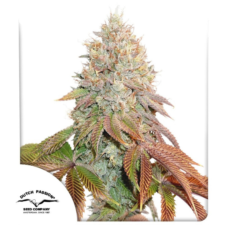 Auto Banana Blaze da Dutch Passion: cola densa e pegajosa com camada espessa de tricomas resinosos e aroma cremoso de banana