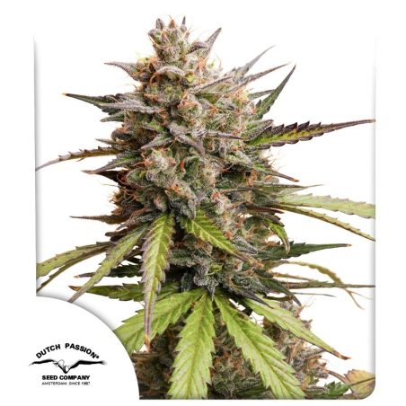 Semente Auto Melonade Runtz da Dutch Passion - automática com Auto Pink Runtz | Pyramid Seeds Brasil