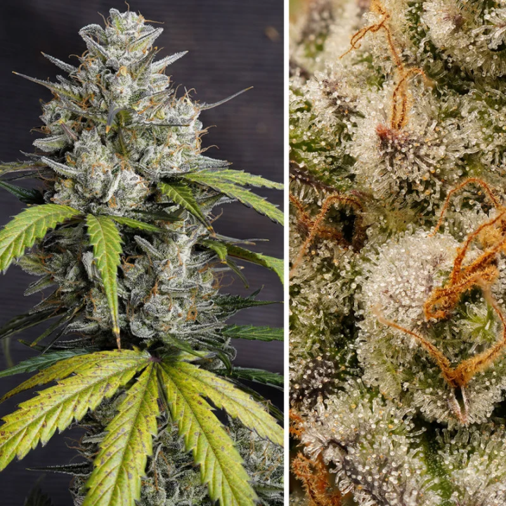 Planta Auto Melonade Runtz em floração: autoflorescente USA Special da Dutch Passion com cogollos redondos e compactos