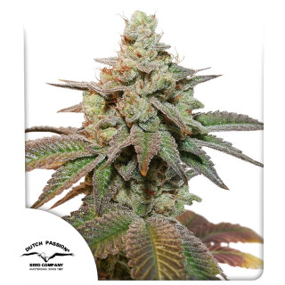 Auto Kerosene Krash da Dutch Passion: cola redonda como bola de golf com cobertura precoce de tricomas brancos