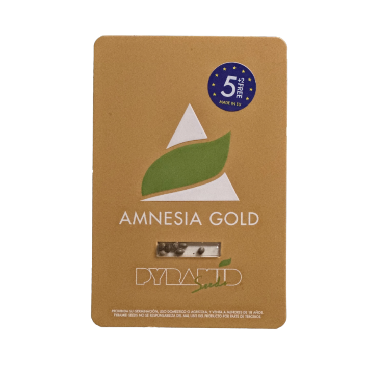 Pacote de sementes feminizadas Amnesia Gold – Pyramid Seeds Brasil