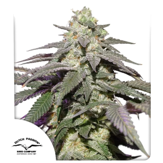 Auto Skywalker Haze da Dutch Passion: cola sativa longa completamente coberta de tricomas com 26,2% THC confirmado