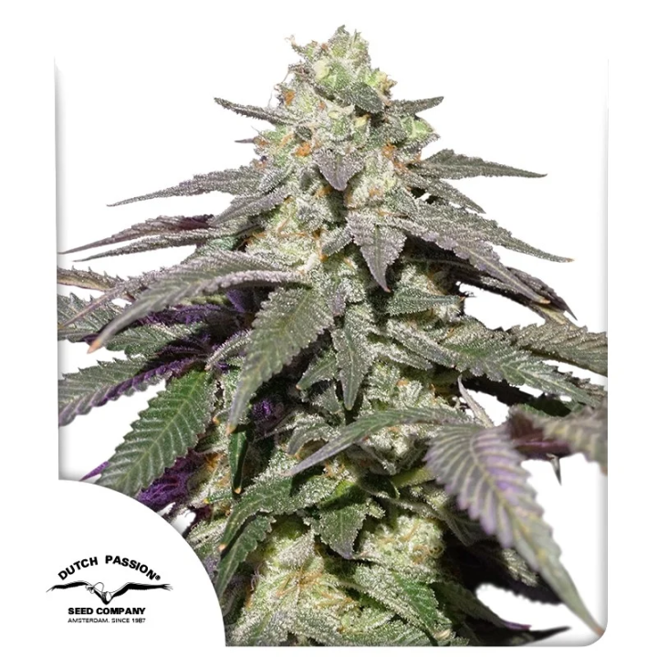 Auto Skywalker Haze da Dutch Passion: cola sativa longa completamente coberta de tricomas com 26,2% THC confirmado