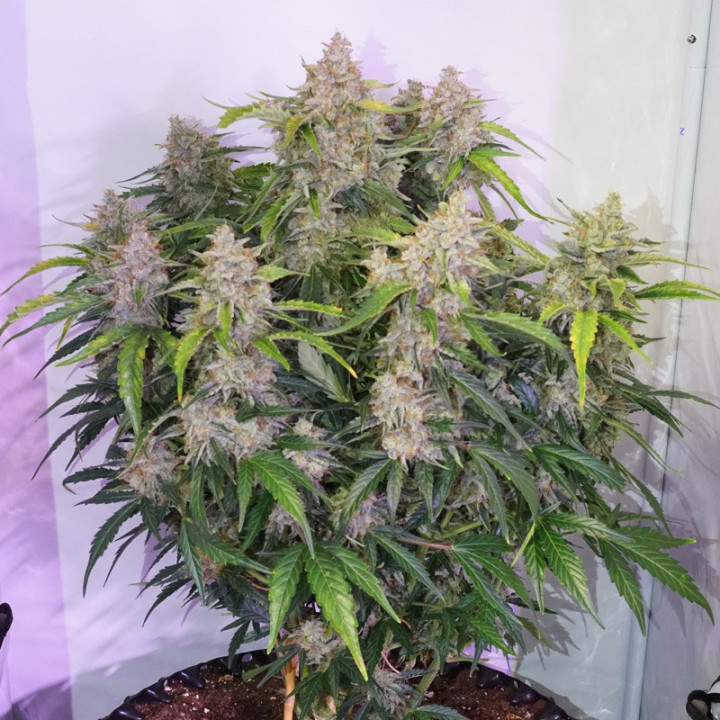 Planta Auto Skywalker Haze em floração: autoflorescente sativa dominante da Dutch Passion com estrutura grande e ramos longos