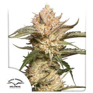 Auto Trichome and Cream da Dutch Passion: cola completamente branca de tricomas com  toque de Girl Scout Cookies