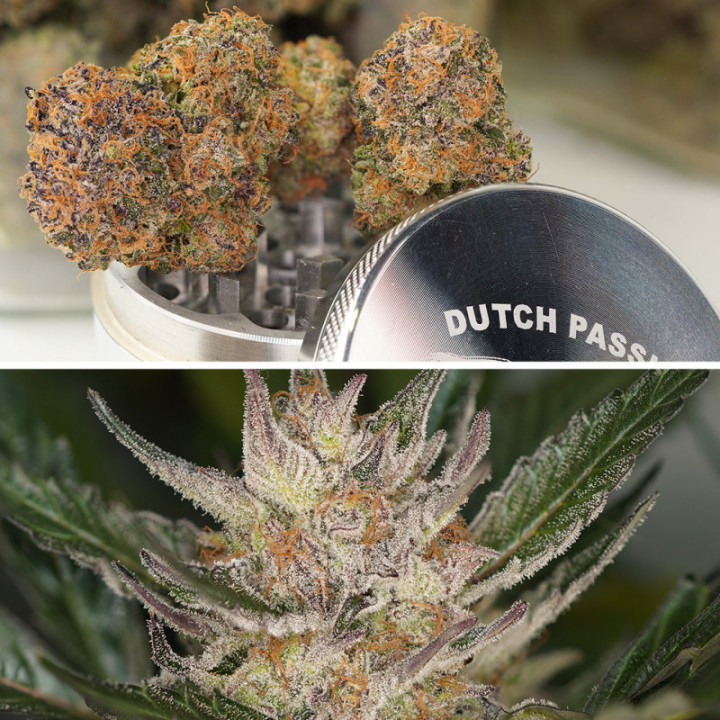Auto Trichome and Cream da Dutch Passion: cola completamente branca de tricomas com aroma dulce e cremoso de sorvete e nata