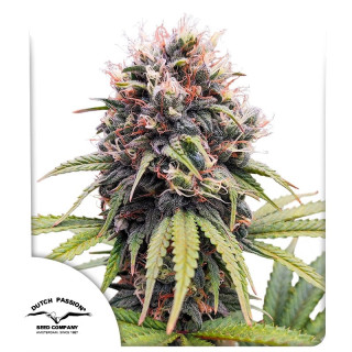 Euforia da Dutch Passion: cola longa e volumosa com camada espessa de resina pegajosa e aroma intenso de skunk picante