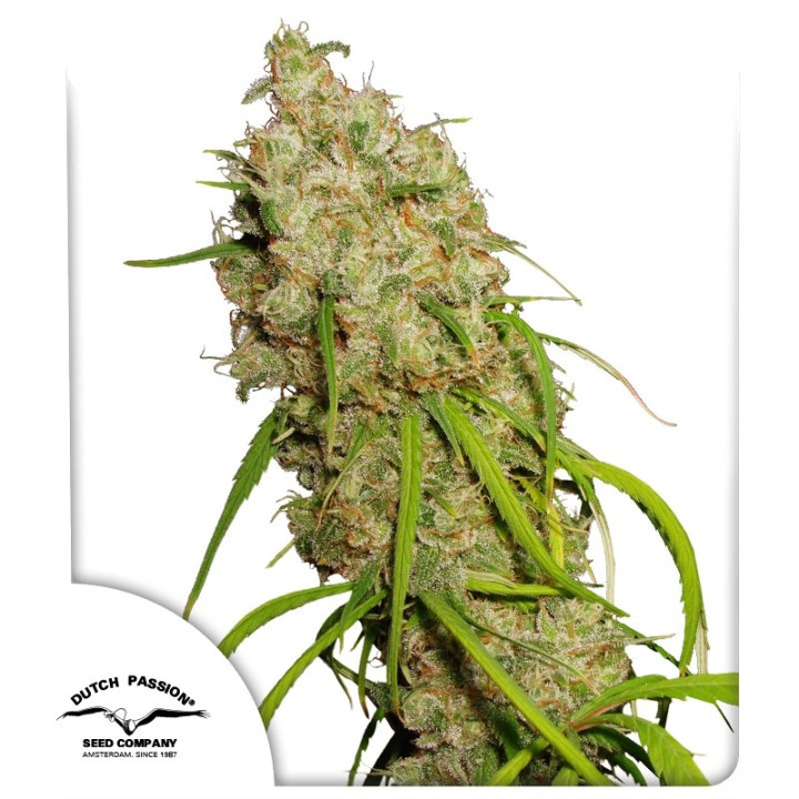 Desfrán da Dutch Passion: cola sativa com foxtail densa e resinosa, maçã verde e mel da genética Destroyer latino-americana