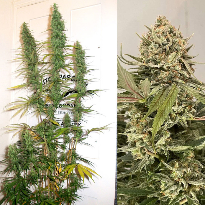 Planta Desfrán em floração: sativa pura da família Latin America com estrutura alta e ramos longos em SCROG