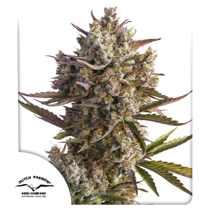 Auto Blueberry da Dutch Passion: cola compacta e firme com tons violetas e aroma intenso de arando frutado