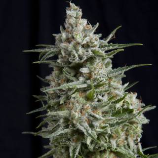 Planta de maconha Anesthesia da Pyramid Seeds — híbrida feminizada 90% índica com flores densas e aroma doce-ácido