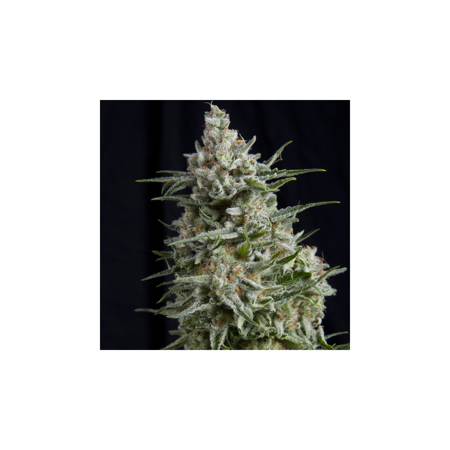Anesthesia - semente índica old school Black Domina x Northern Lights com referências skunk e afghan | Pyramid Seeds Brasil