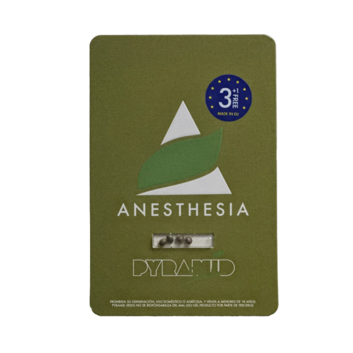 Planta de maconha Anesthesia da Pyramid Seeds — híbrida feminizada 90% índica com flores densas e aroma doce-ácido