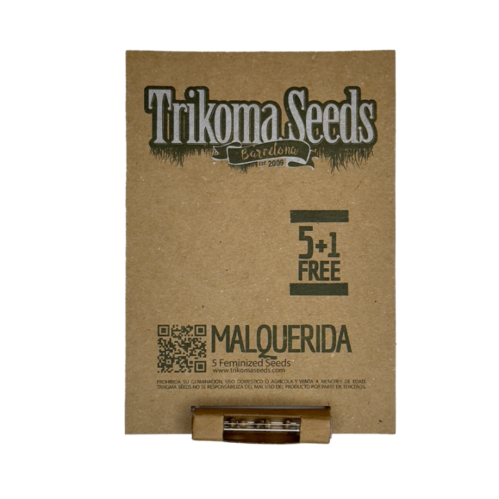 Malquerida - semente Critical Bilbo x Northern Lights 22% THC floração 40 dias | Trikoma Seeds Brasil
