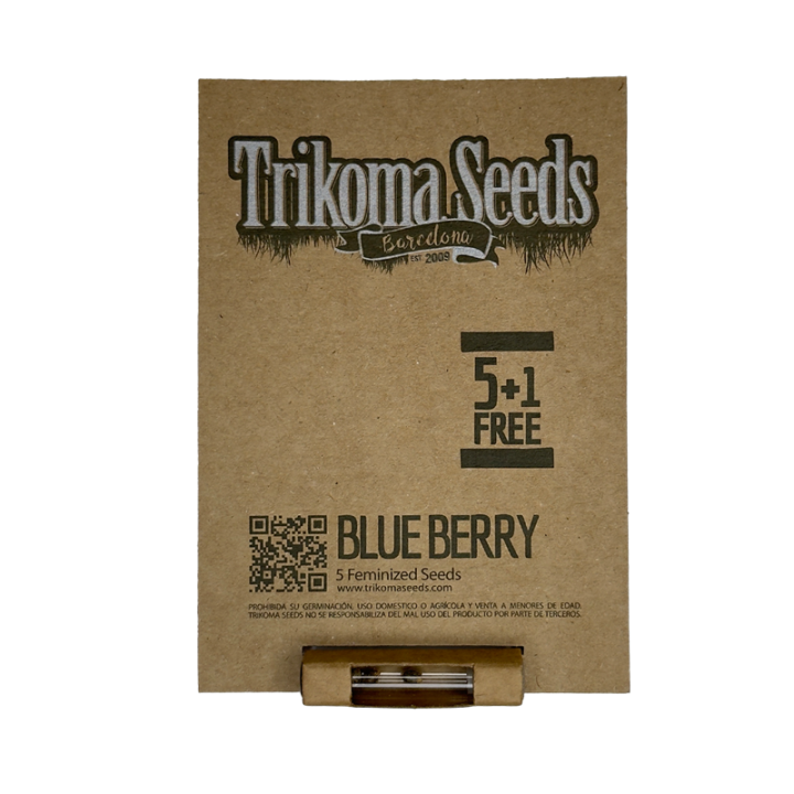 Blueberry - semente maconha roxa índica 80% 22% THC aroma mirtilo | Trikoma Seeds Brasil