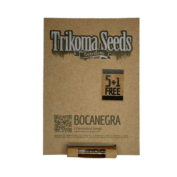 Boca Negra - semente Amnesia Haze x Yumbolt 22% THC sativa cítrica 75% | Trikoma Seeds Brasil