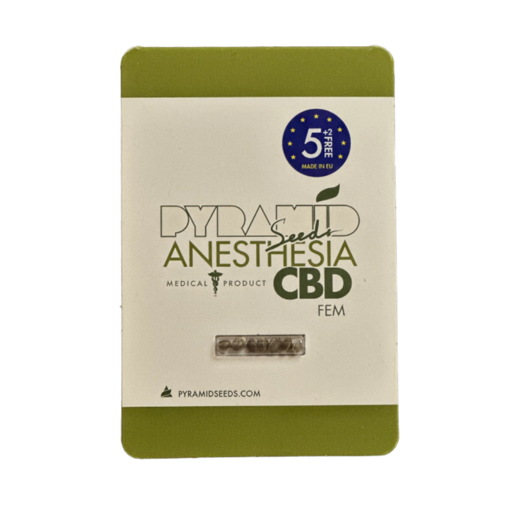 Planta de maconha Anesthesia CBD da Pyramid Seeds — híbrida feminizada com alto teor de CBD e efeito terapêutico