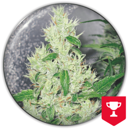 Semente Y Griega - Amnesia Haze x Kali Mist 27% THC sativa Medical Seeds