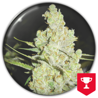 1024 da Medical Seeds: cola sativa densa e extremamente resinosa com aroma complexo de doce, almíscar e especiarias