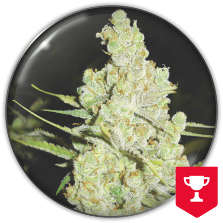 1024 da Medical Seeds: cola sativa densa e extremamente resinosa com aroma complexo de doce, almíscar e especiarias