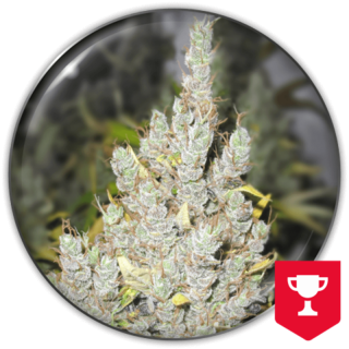 2046 da Medical Seeds: cola sativa pura extremamente resinosa com aroma haze intenso de incenso e cítrico