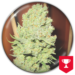 Channel+ da Medical Seeds: cola compacta e extremamente resinosa com aroma almiscarado inconfundível de Big Bud × Skunk
