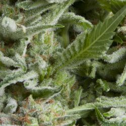 Semente Auto Alpujarreña da Pyramid Seeds - índica automática, 43-48 dias sob LED | Pyramid Seeds Brasil