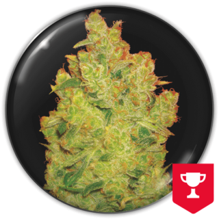 Jack la Mota da Medical Seeds: cola longa e compacta com aroma intenso de incenso e haze cítrico