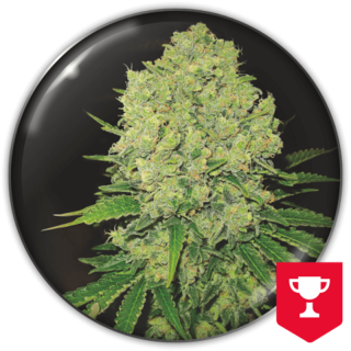 Prozack da Medical Seeds: cola índica densa e extremamente resinosa com aroma e sabor inconfundíveis de haxixe de alta qualidade