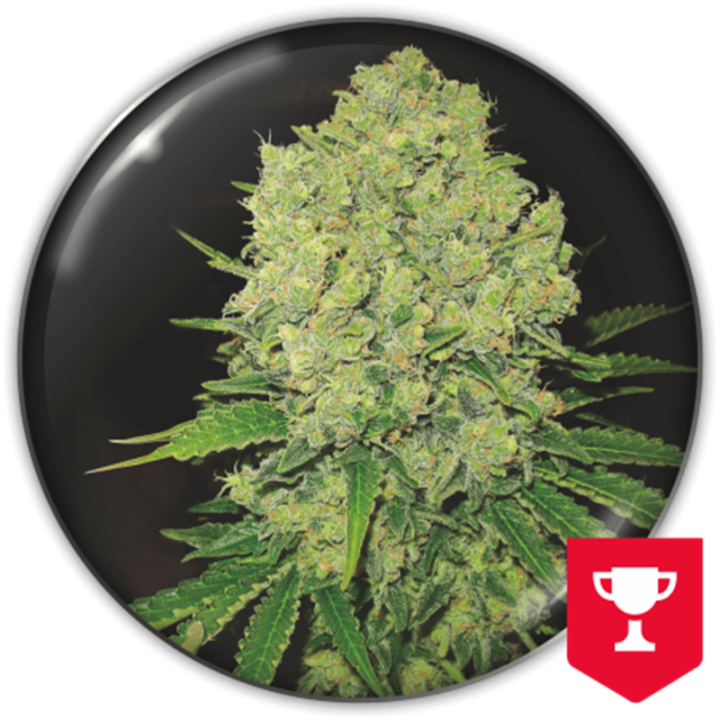 Prozack da Medical Seeds: cola índica densa e extremamente resinosa com aroma e sabor inconfundíveis de haxixe de alta qualidade