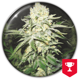 No Name da Medical Seeds: cola índica densa e resinosa com aroma característico de Cheese e toque doce de alcaçuz
