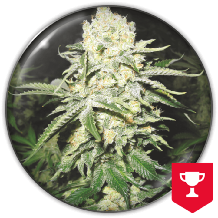 No Name da Medical Seeds: cola índica densa e resinosa com aroma característico de Cheese e toque doce de alcaçuz