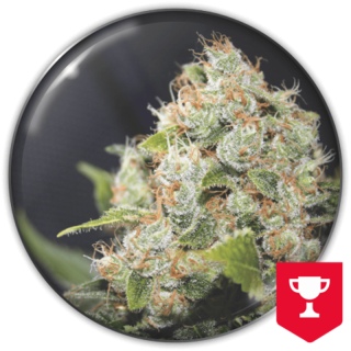BCN Sour Diesel da Medical Seeds: cola sativa longa e resinosa com aroma inconfundível de diesel e frutas tropicais