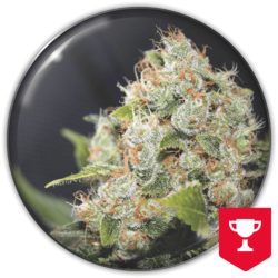 Semente BCN Sour Diesel da Medical Seeds - sativa 70%, aroma diesel e frutas tropicais, 8 prêmios | Pyramid Seeds Brasil