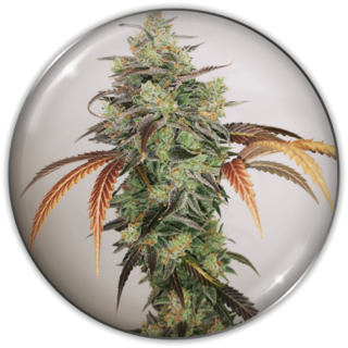 Y Griega CBD 2.0 da Medical Seeds: cola densa com aroma cítrico de limão e notas de vinho doce de cereja